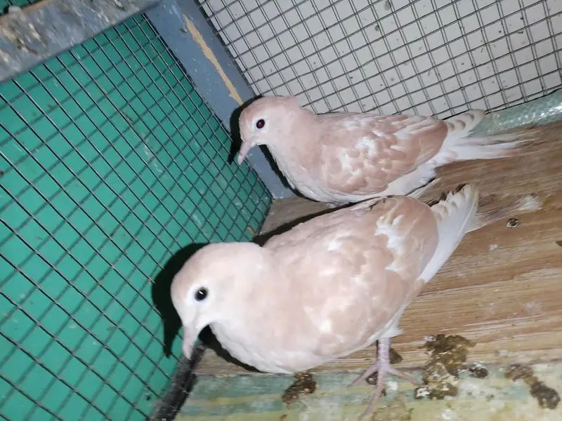 Dove Self Peace For Sale — photo 4