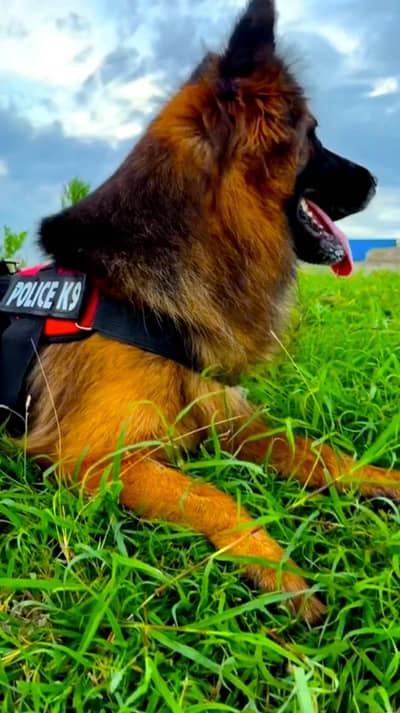 German shepherd petgree