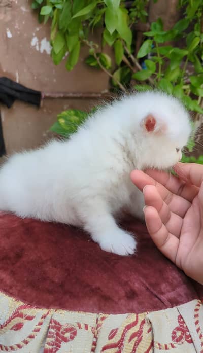 persia kitten  triple coted green eyes