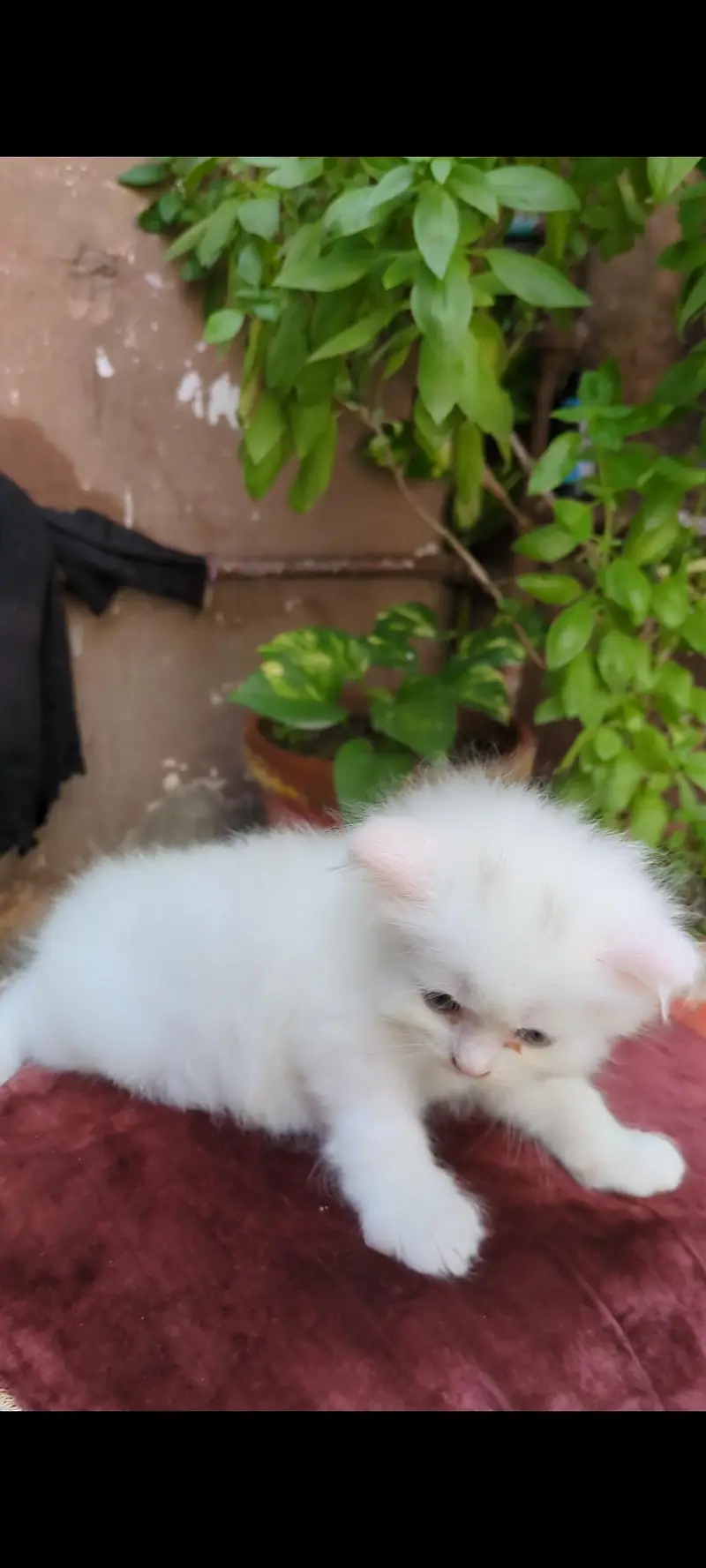 persia kitten  triple coted green eyes — photo 2