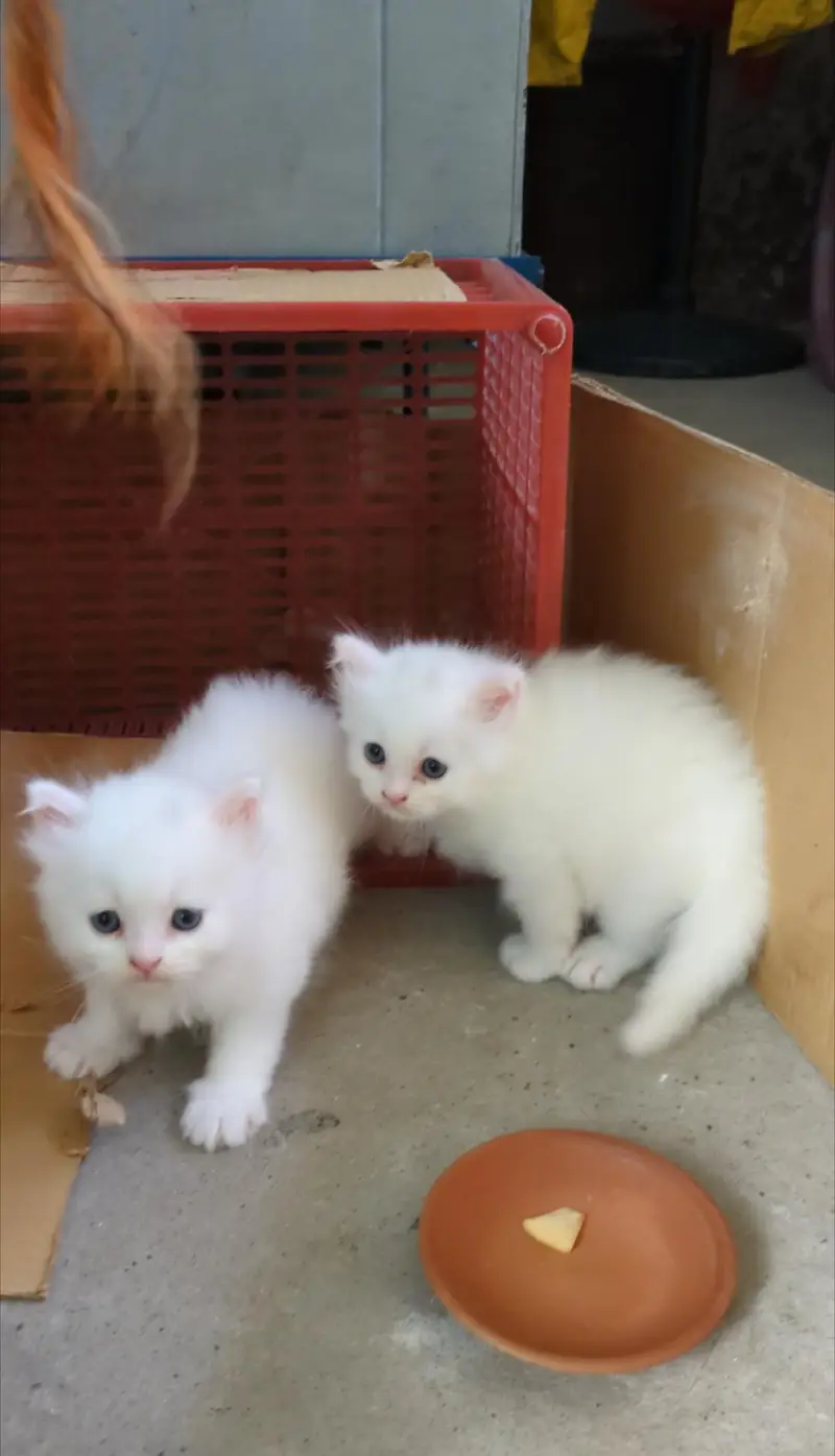 persia kitten  triple coted green eyes — photo 3