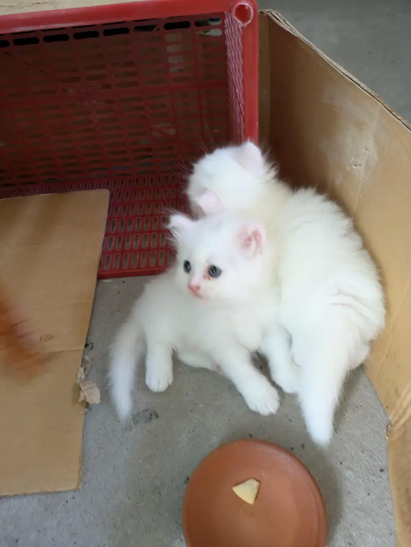 persia kitten  triple coted green eyes — photo 4