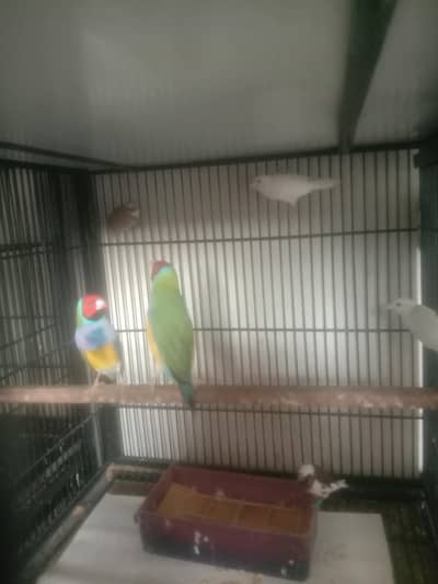 Goldian blue split male