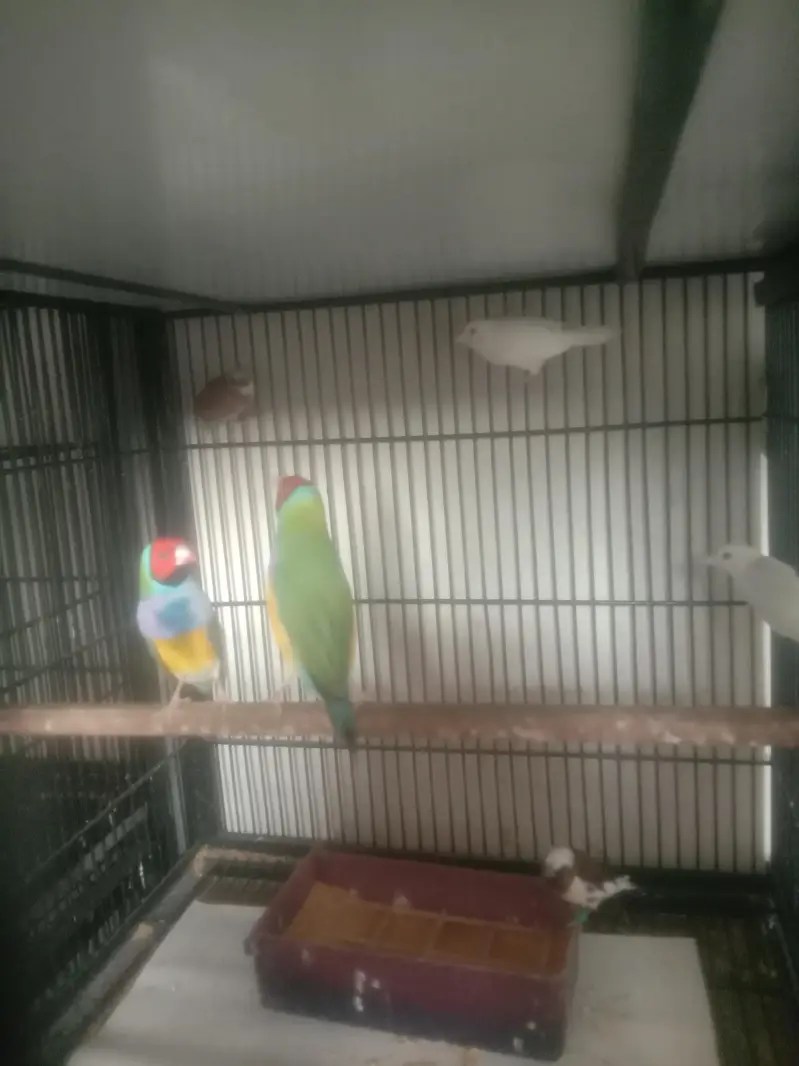 Goldian blue split male