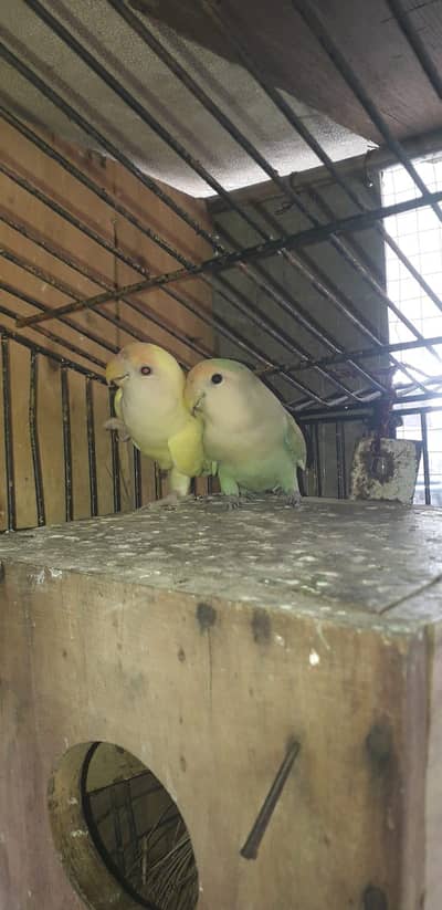 rozicoli breeder pair for sale