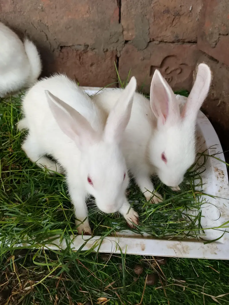 red eyes pair — photo 3