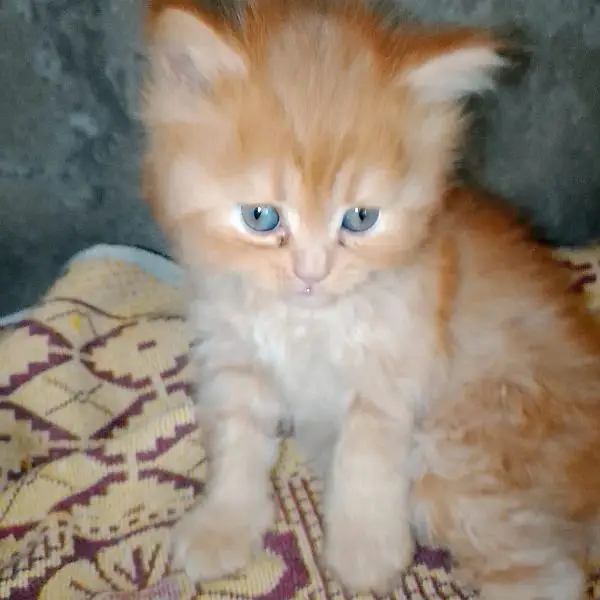 Persian cat for sale male female vaccine clear — photo 2