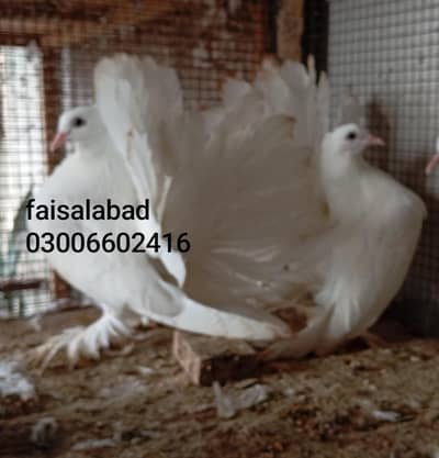 جیکوبین اور امیریکن