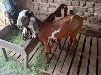 3 Bakry Nagra