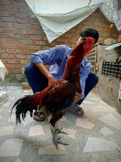 Thai Aseel rooster