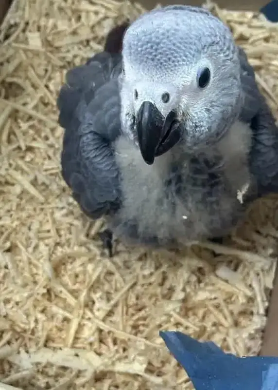 African grey parrot chick for sale (03237384895) — photo 4