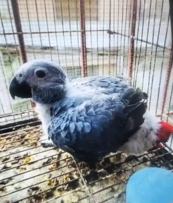 African grey parrot chick for sale (03237384895) — photo 5
