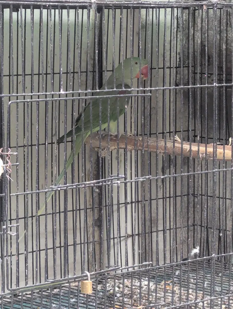 RAW MALE with DNA  — photo 2