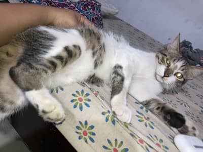 Pair for adoption