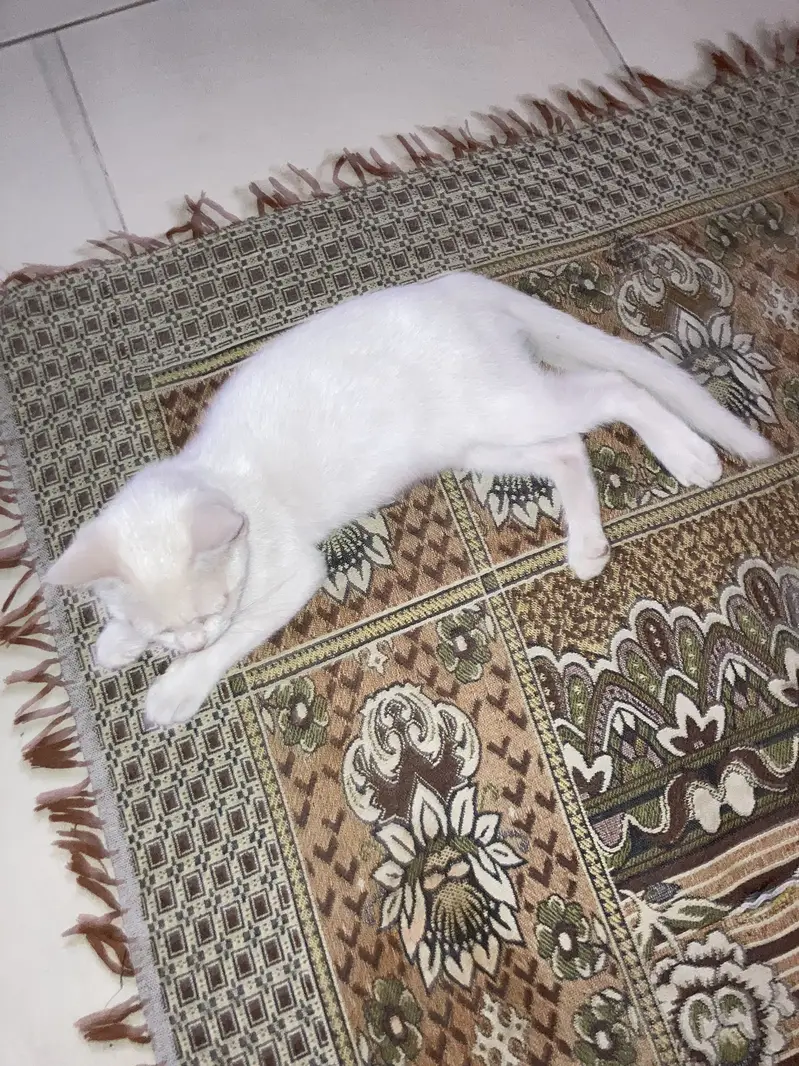Pair for adoption — photo 2