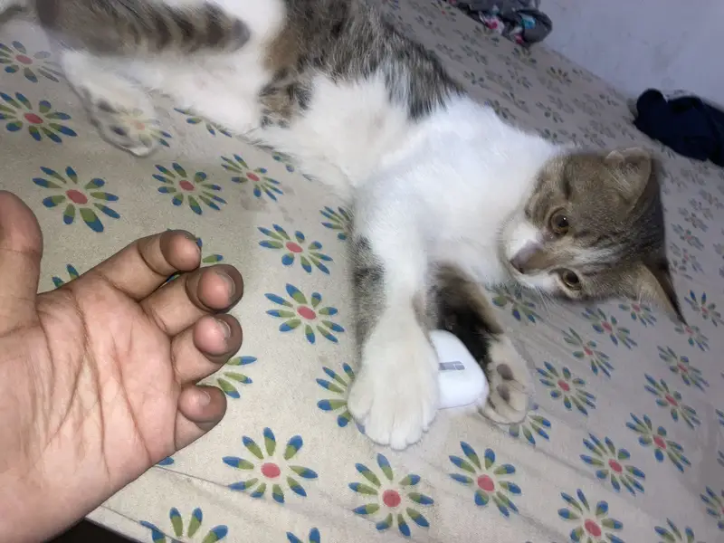 Pair for adoption — photo 4