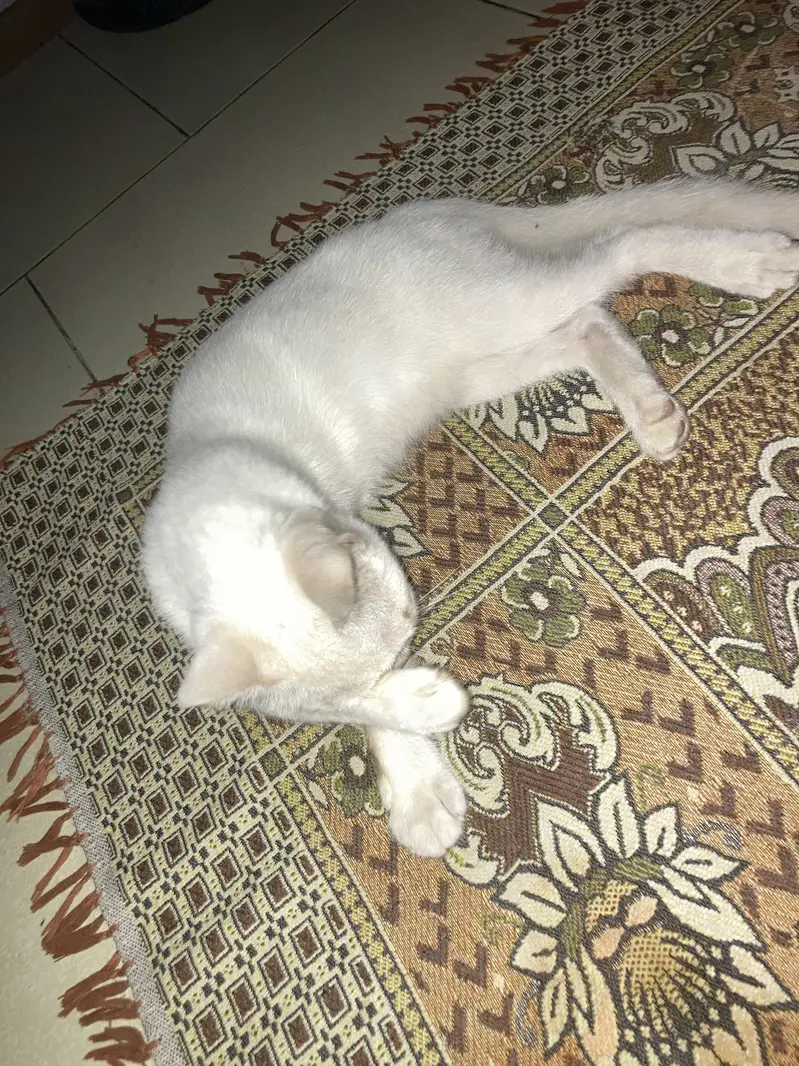 Pair for adoption — photo 5