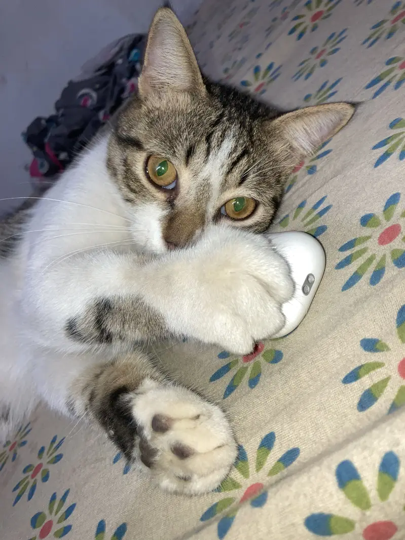 Pair for adoption — photo 6