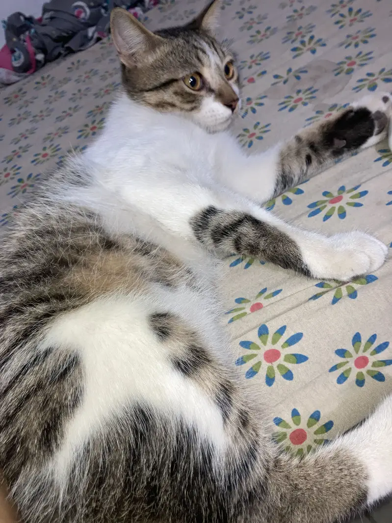 Pair for adoption — photo 7