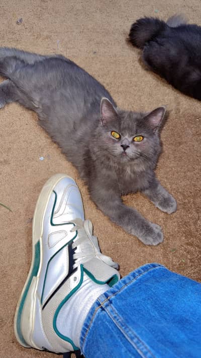 Hamry pas 2 cat hai gray yellow eyes and wo cheye jis ko cat sy pyr h
