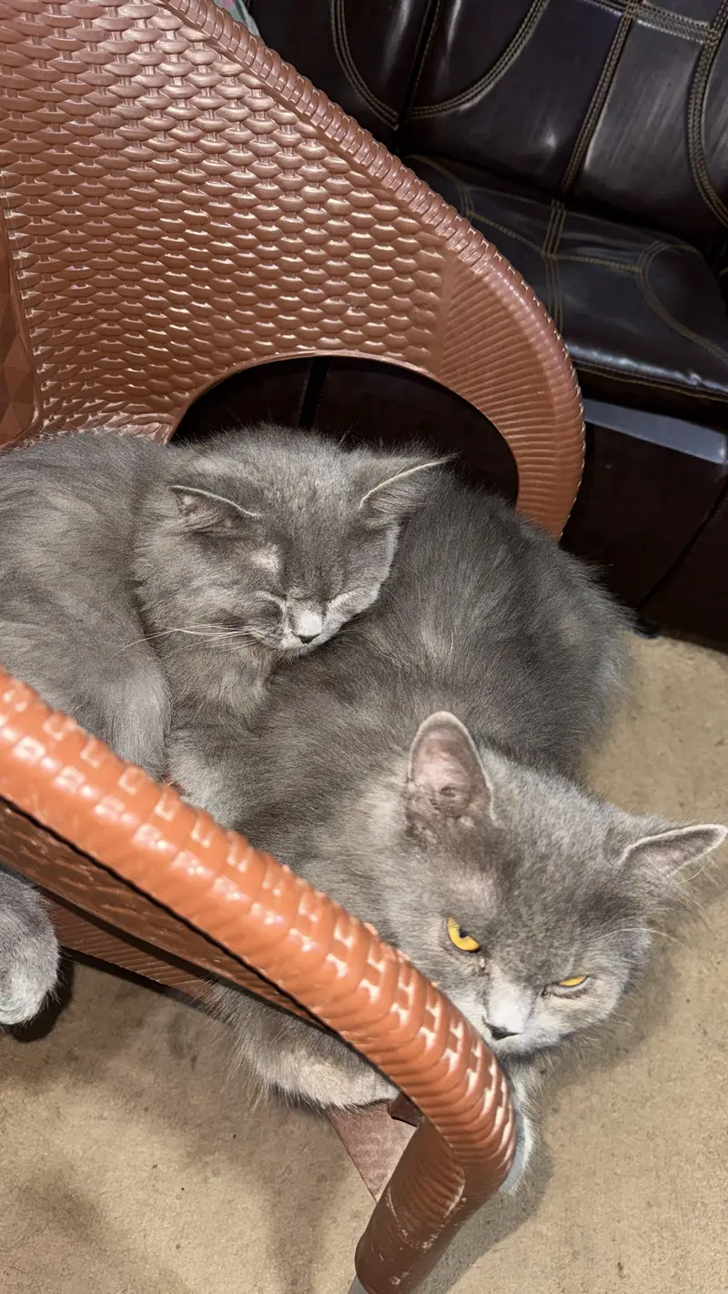 Hamry pas 2 cat hai gray yellow eyes and wo cheye jis ko cat sy pyr h — photo 2