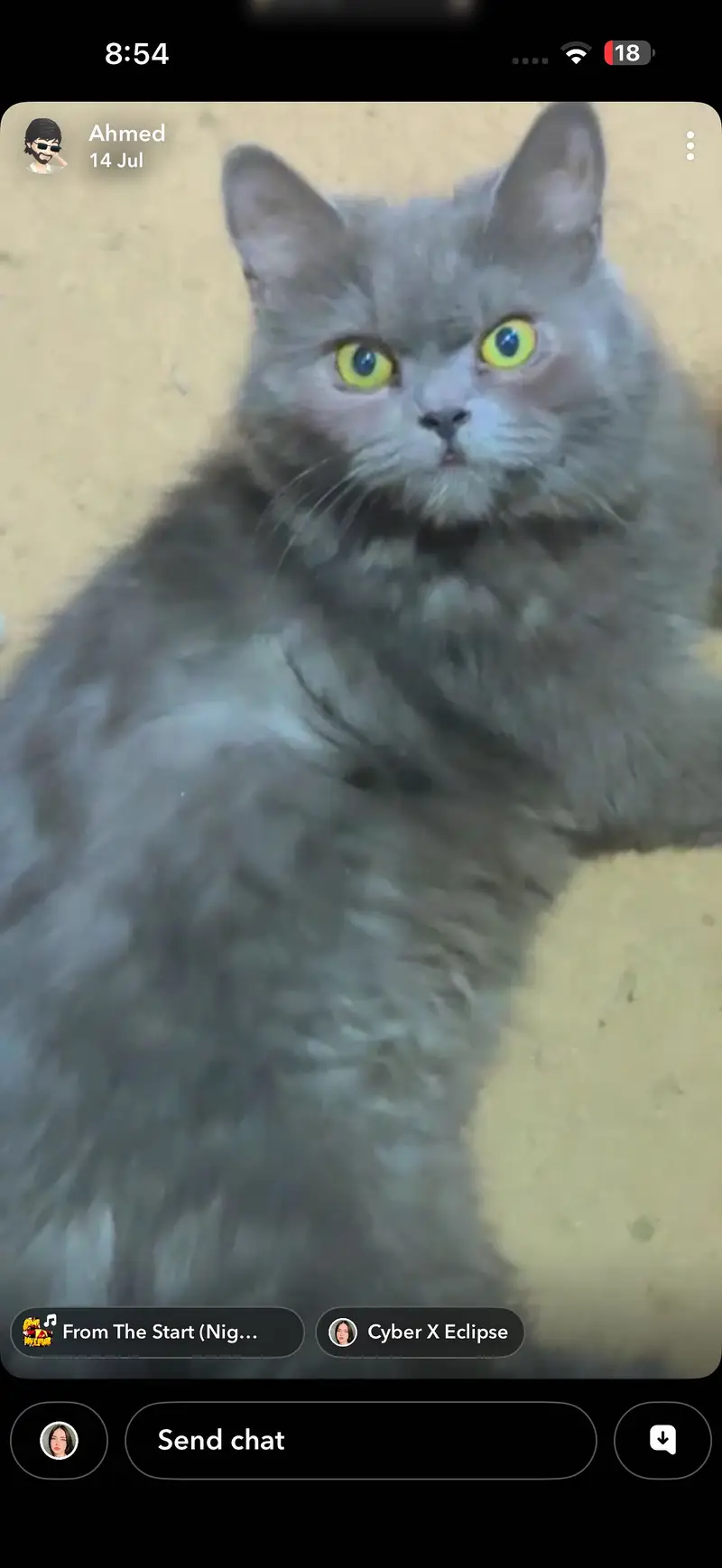 Hamry pas 2 cat hai gray yellow eyes and wo cheye jis ko cat sy pyr h — photo 3