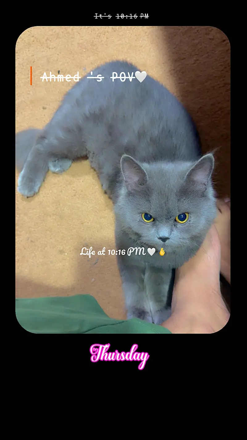 Hamry pas 2 cat hai gray yellow eyes and wo cheye jis ko cat sy pyr h — photo 4