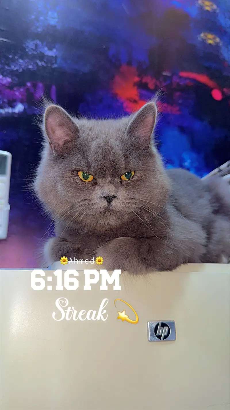 Hamry pas 2 cat hai gray yellow eyes and wo cheye jis ko cat sy pyr h — photo 5