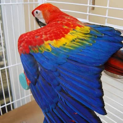 red macaw parrot only WhatsApp 03714085791