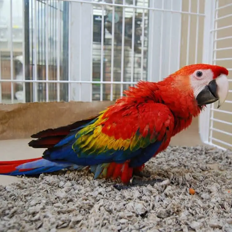 red macaw parrot only WhatsApp 03714085791 — photo 2
