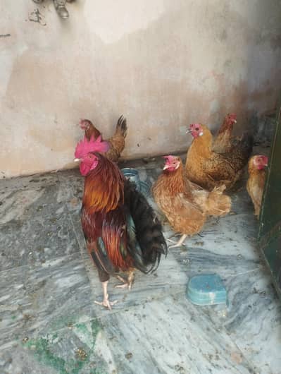 3 male murga. . 5 femal murgiya egg laying ghar ki  pali ha
