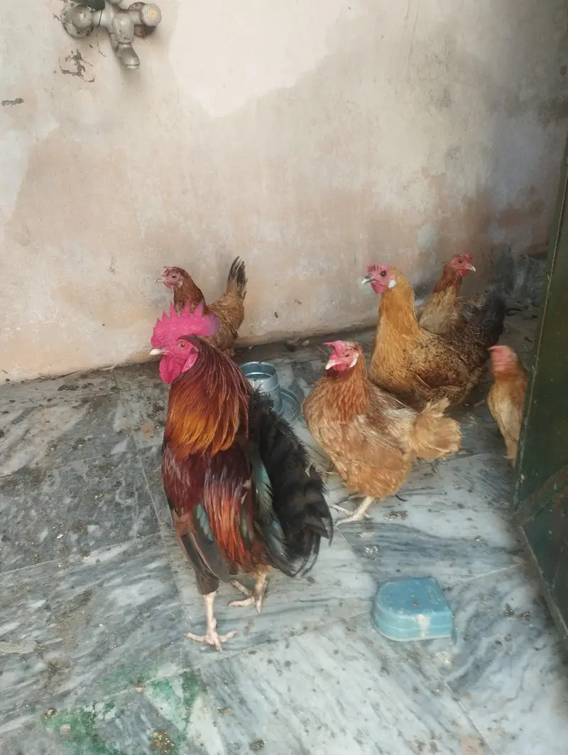 3 male murga. . 5 femal murgiya egg laying ghar ki  pali ha — photo 2