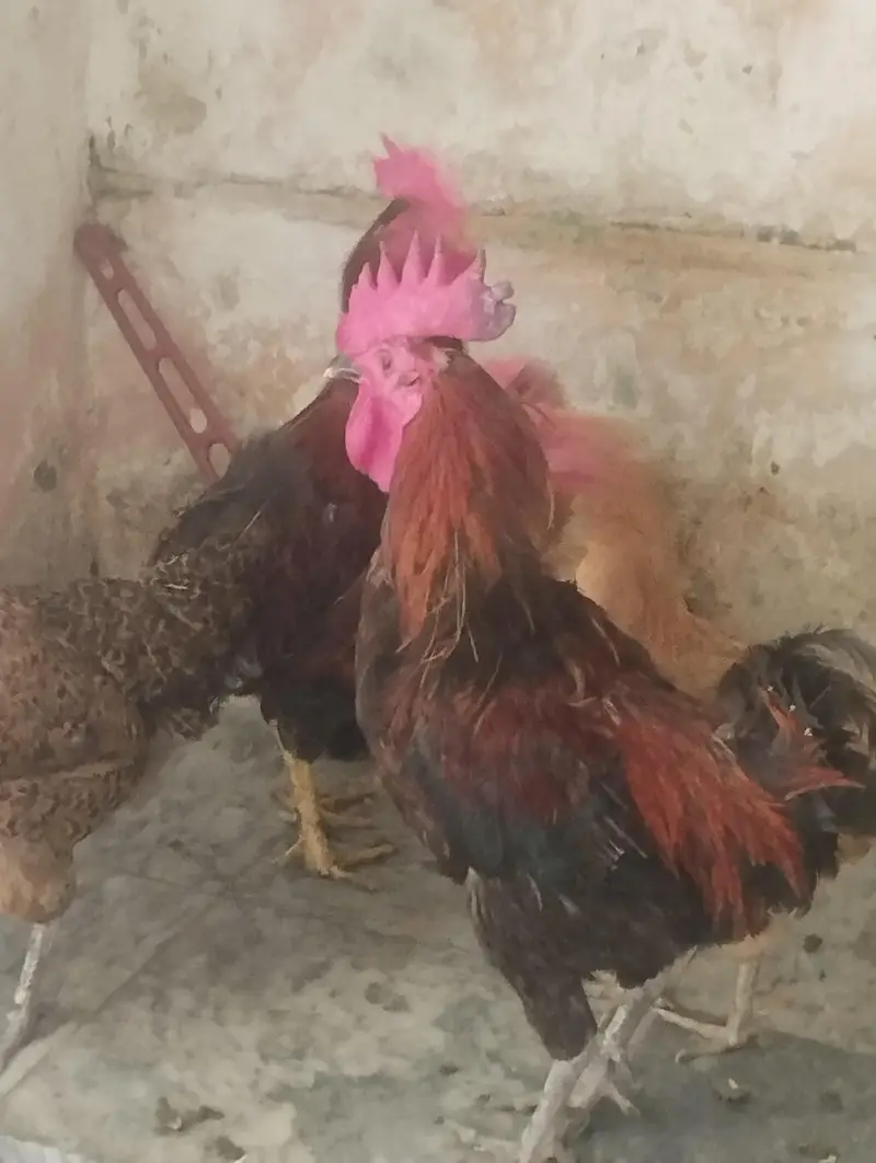 3 male murga. . 5 femal murgiya egg laying ghar ki  pali ha — photo 3