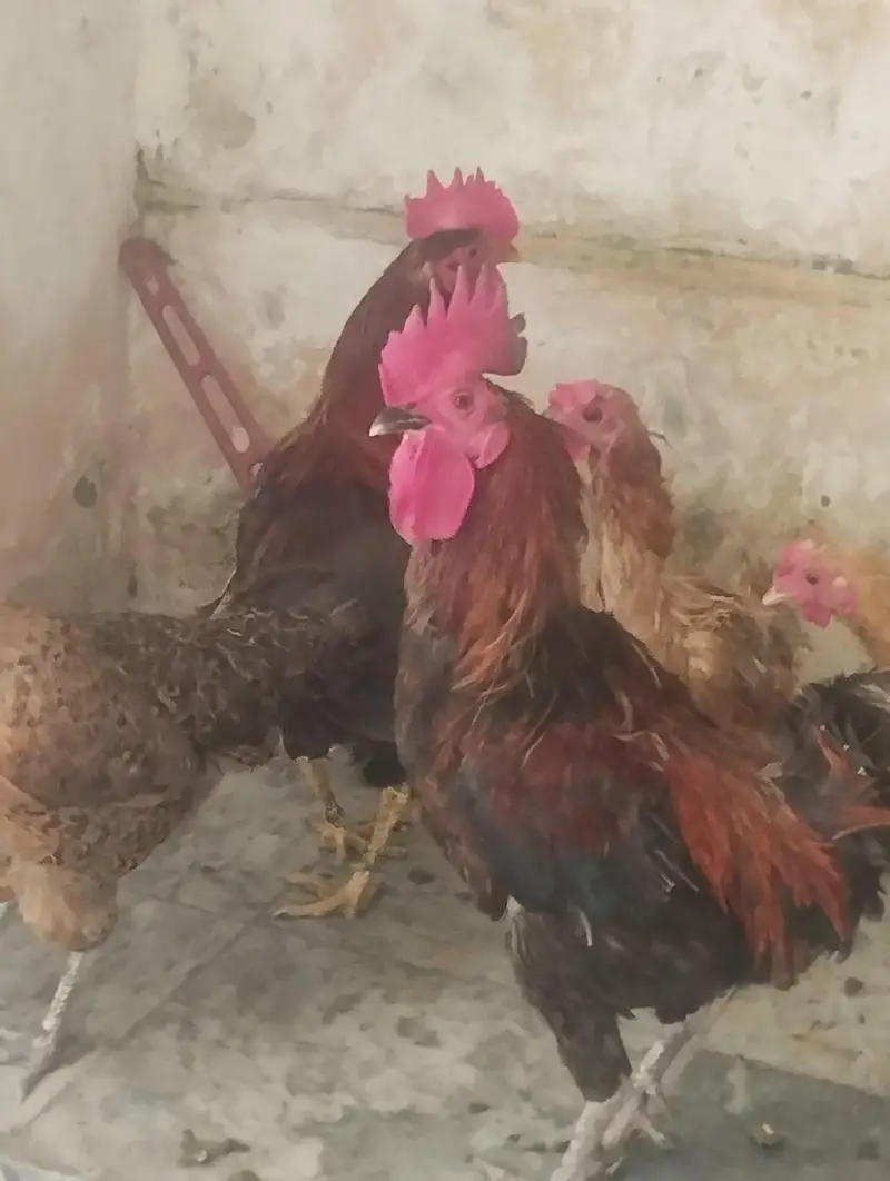 3 male murga. . 5 femal murgiya egg laying ghar ki  pali ha — photo 4