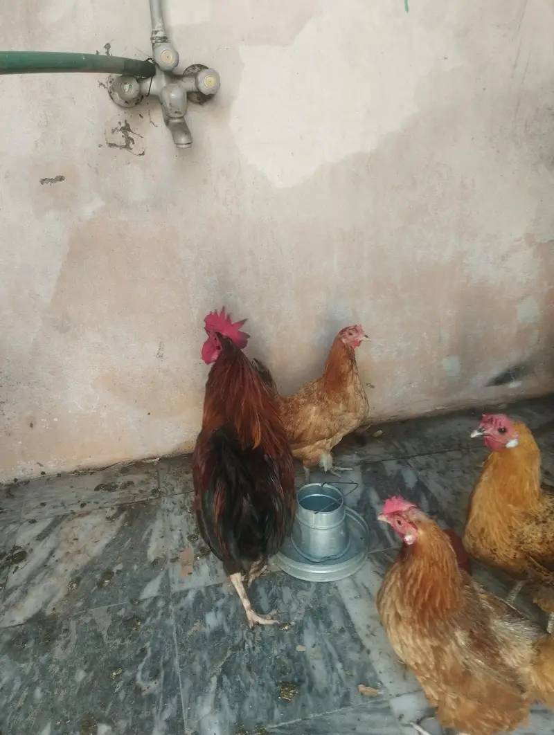 3 male murga. . 5 femal murgiya egg laying ghar ki  pali ha — photo 5