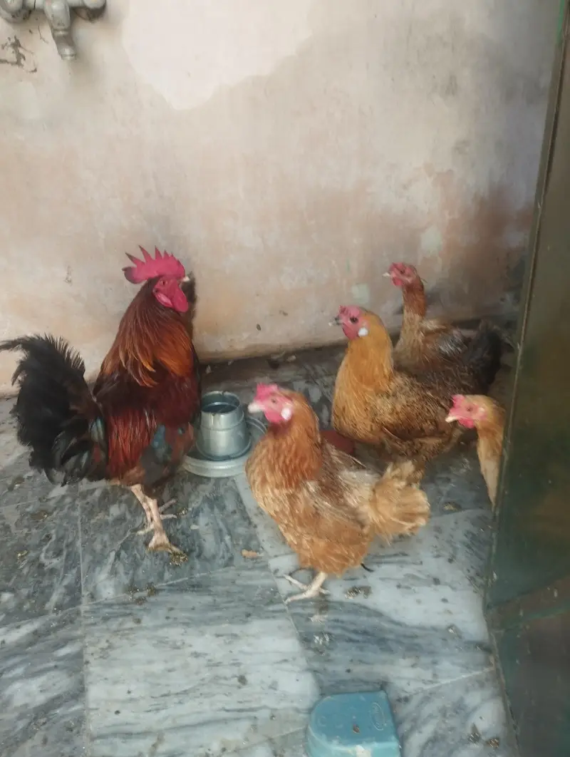 3 male murga. . 5 femal murgiya egg laying ghar ki  pali ha — photo 6