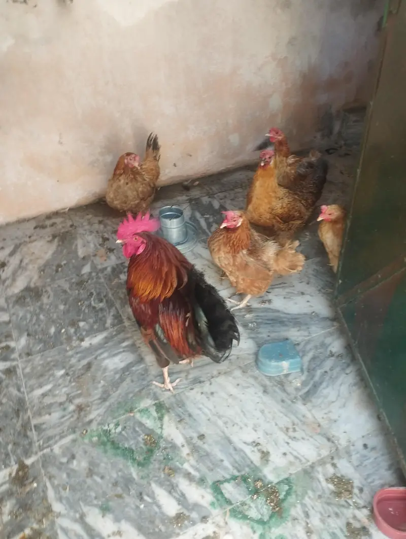3 male murga. . 5 femal murgiya egg laying ghar ki  pali ha — photo 7