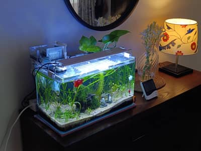 planted fish aquarium