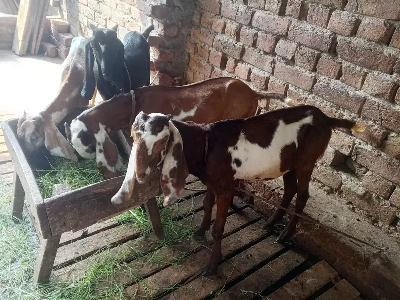 3 Bakry Nagra — photo 2