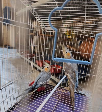 Cocktail for Sale
