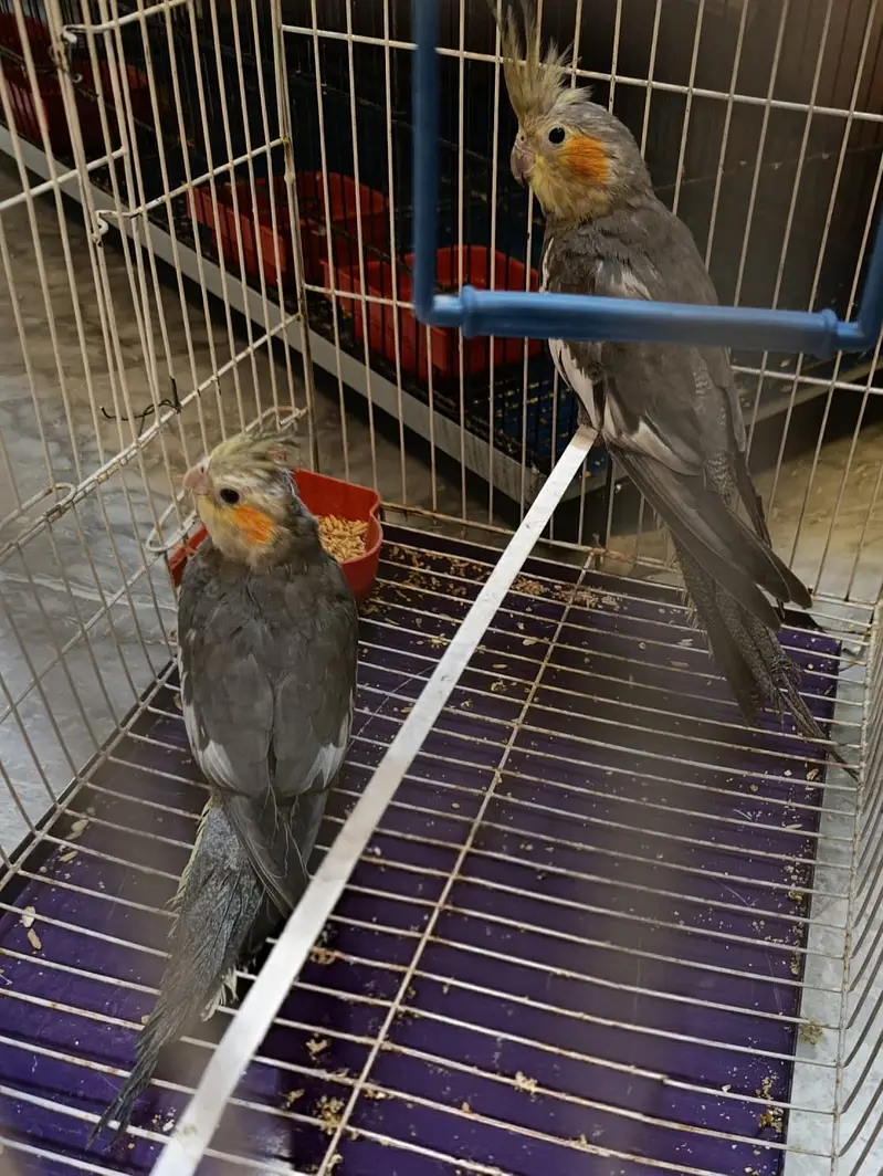 Cocktail for Sale — photo 8