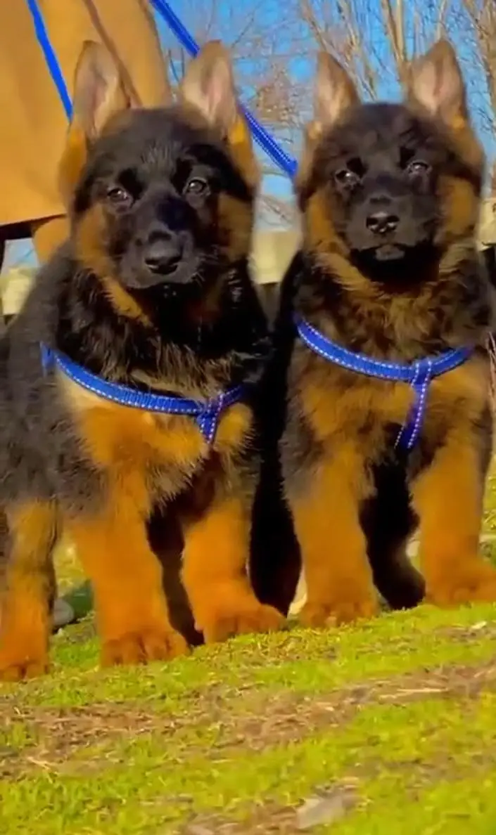 Gurman Shaft Dog My WhatsApp 03057080474 ////\\\\£^^¢¥ππ£•€£ — photo 2