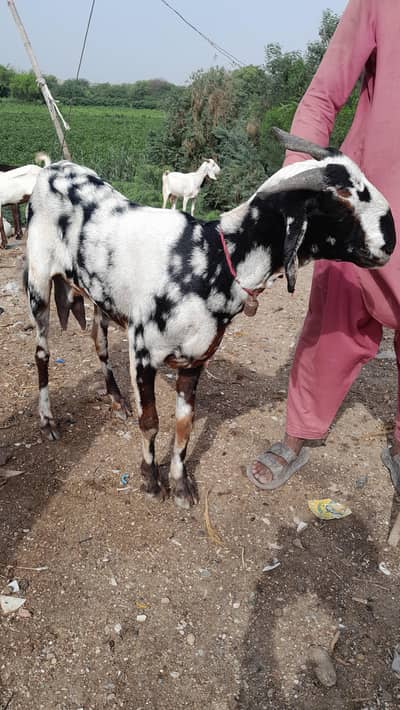 BAKRI HAY ACHI NASAL KI EK DAFA BACHAY DIAY THY AGE CONFIRM NAHI HAY