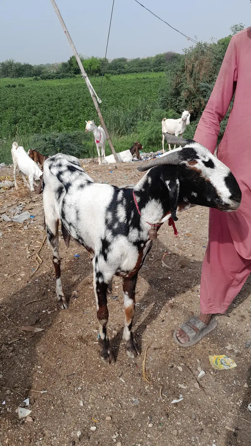 BAKRI HAY ACHI NASAL KI EK DAFA BACHAY DIAY THY AGE CONFIRM NAHI HAY — photo 2
