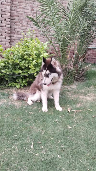 Siberian husky 5 months old friendly family dog