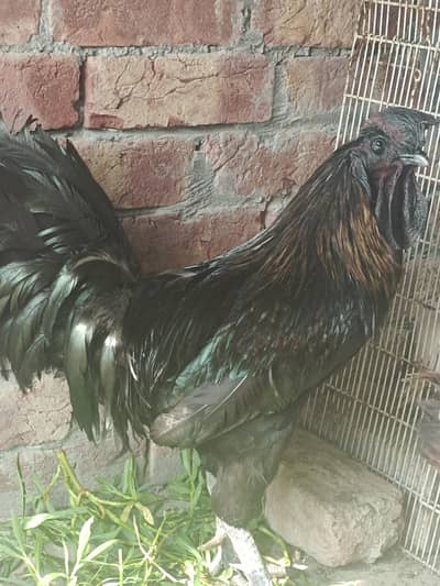 ayam cemani 03064183005