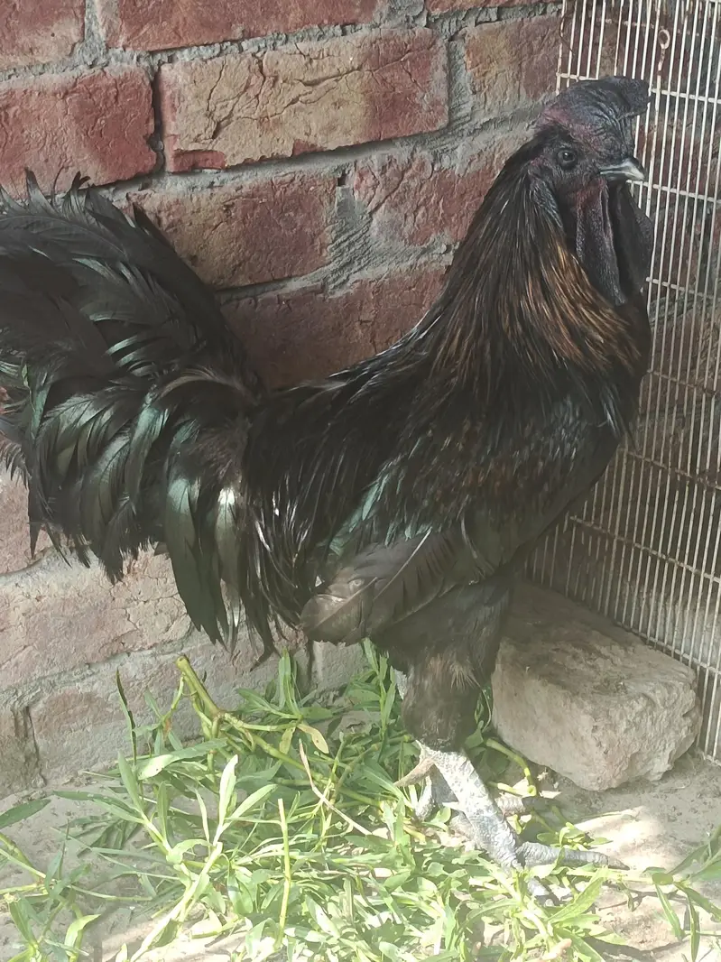 ayam cemani 03064183005 — photo 2