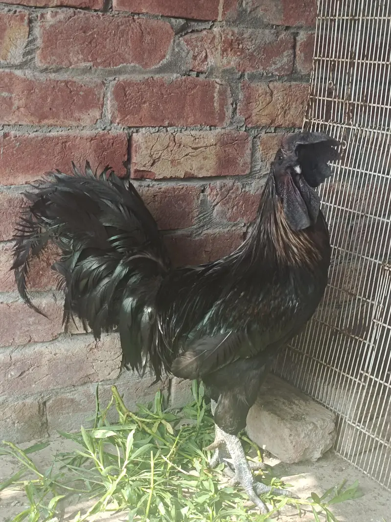 ayam cemani 03064183005 — photo 3