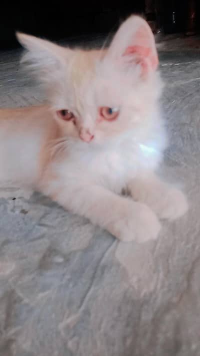 Persian cat,look like lion