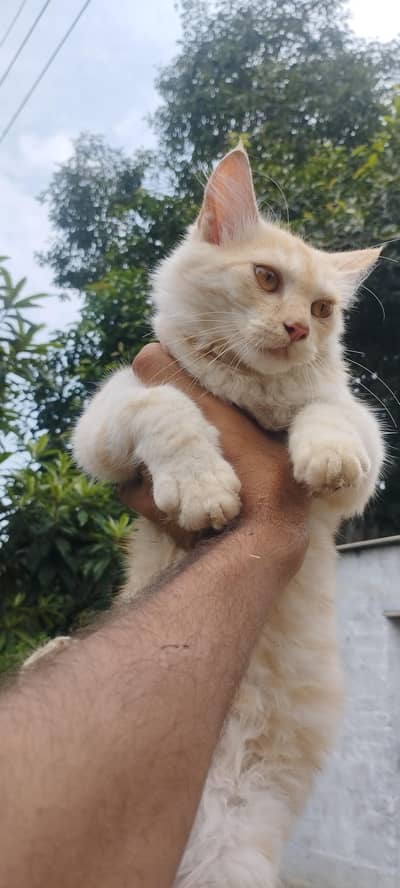 Persian male cat fo sale
